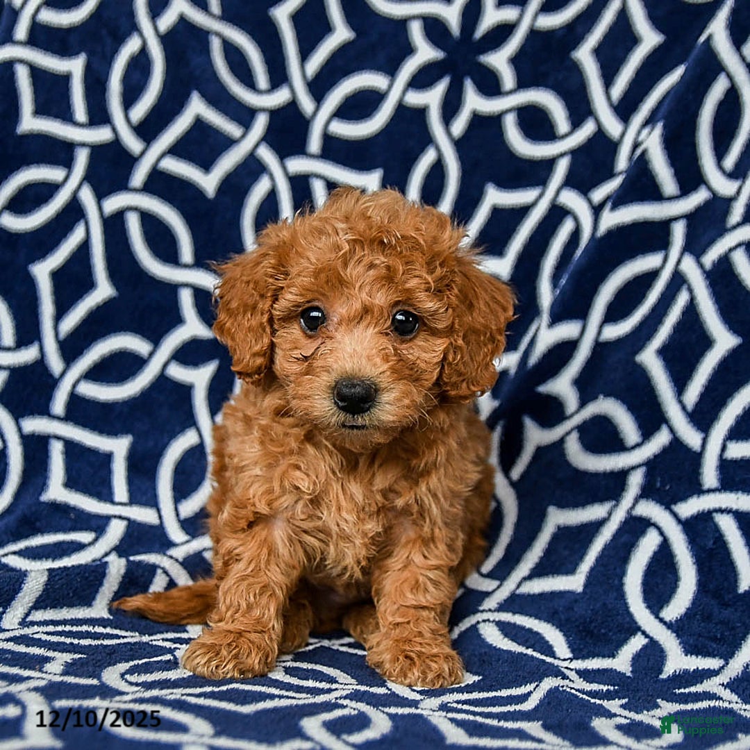 Bichpoo dogs for sale: Rusty - Ad 2