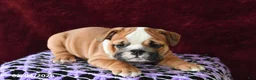 English Bulldog dogs for sale: Maggie - Ad 3