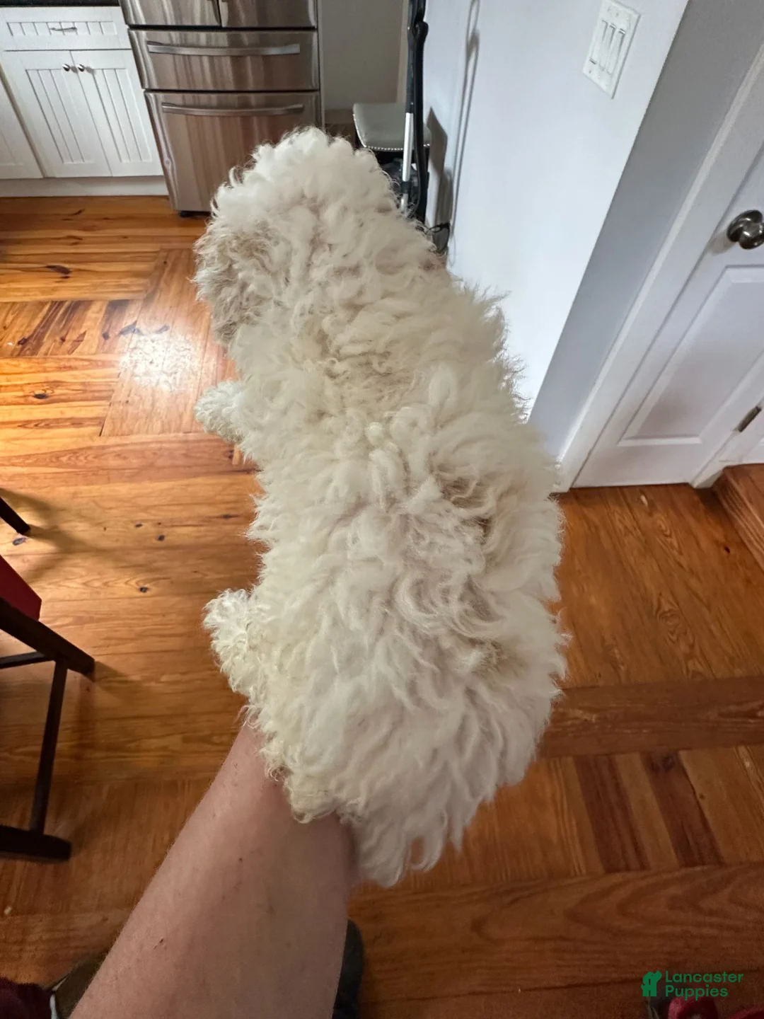Miniature Poodle dogs for sale: Miniature Poodle 1  - Ad 2