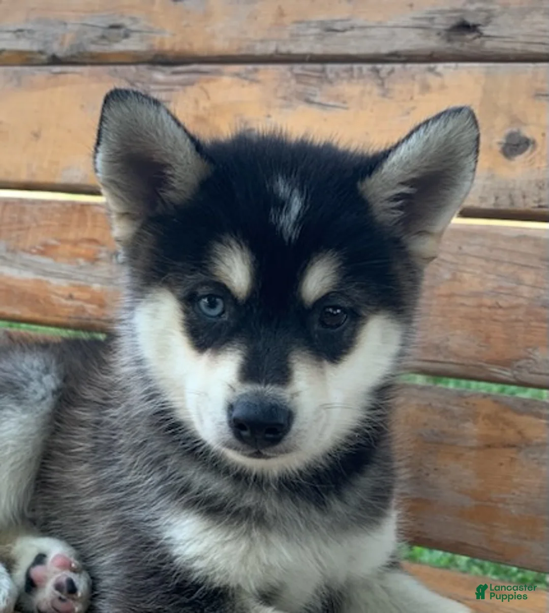 Alaskan Husky dogs for sale: Sully 💙 - Ad 10