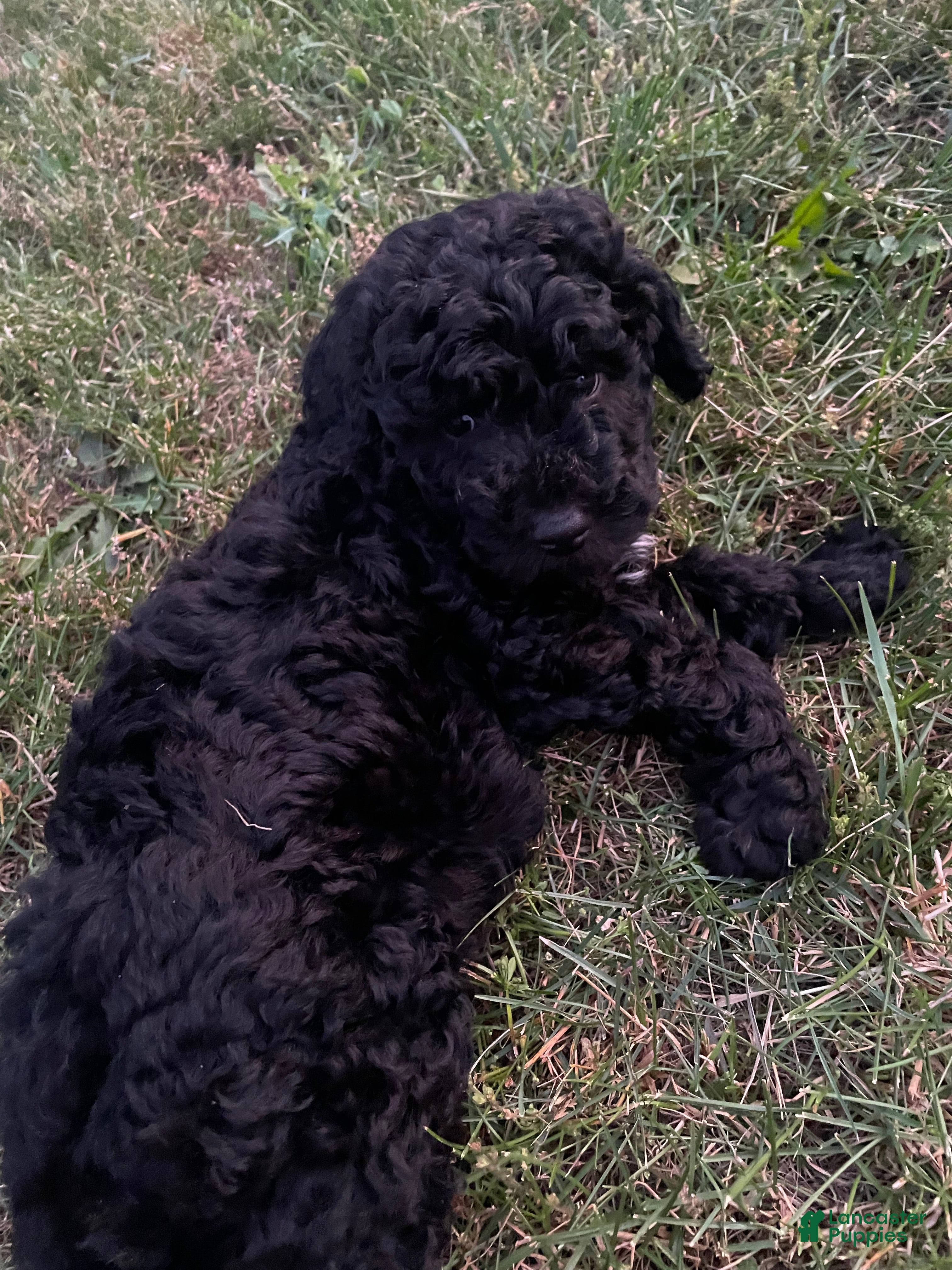 Miniature Poodle dogs Wooton - Ad 1