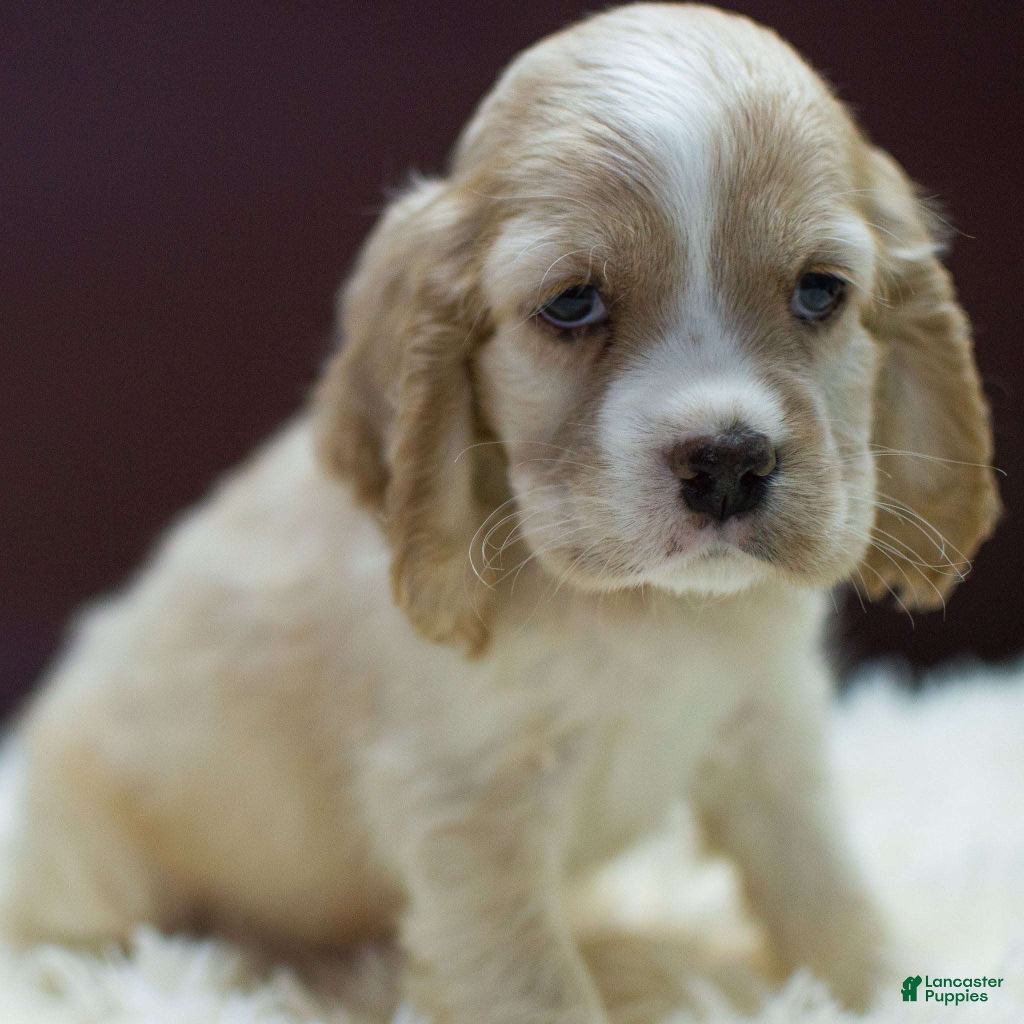 Cocker Spaniel dogs Viking - Ad 38