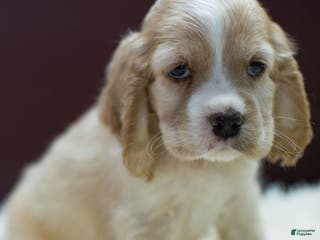 Cocker Spaniel dogs Viking - Ad 38