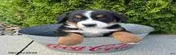 Bernese Mountain Dog dogs for sale: Benson - Ad 3