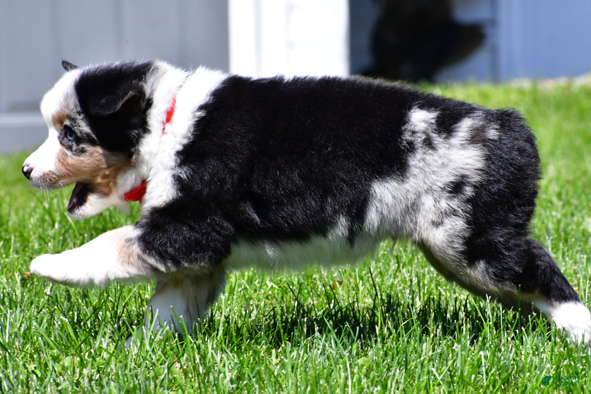 Miniature Australian Shepherd dogs for sale: Curtis - Ad 5