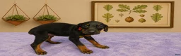 Doberman Pinscher dogs for sale: Freya - Ad 2