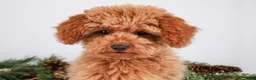 Toy Poodle dogs for sale: Caspian - Ad 3