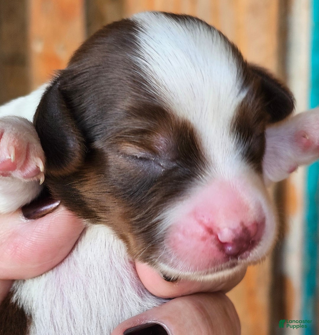 Miniature Dachshund dogs for sale: Sarah Long-haired  - Ad 2