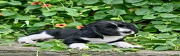 English Springer Spaniel dogs for sale: Samson  - Ad 4