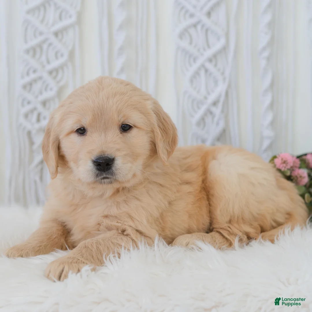 Golden Retriever dogs for sale: Tiana  - Ad 2