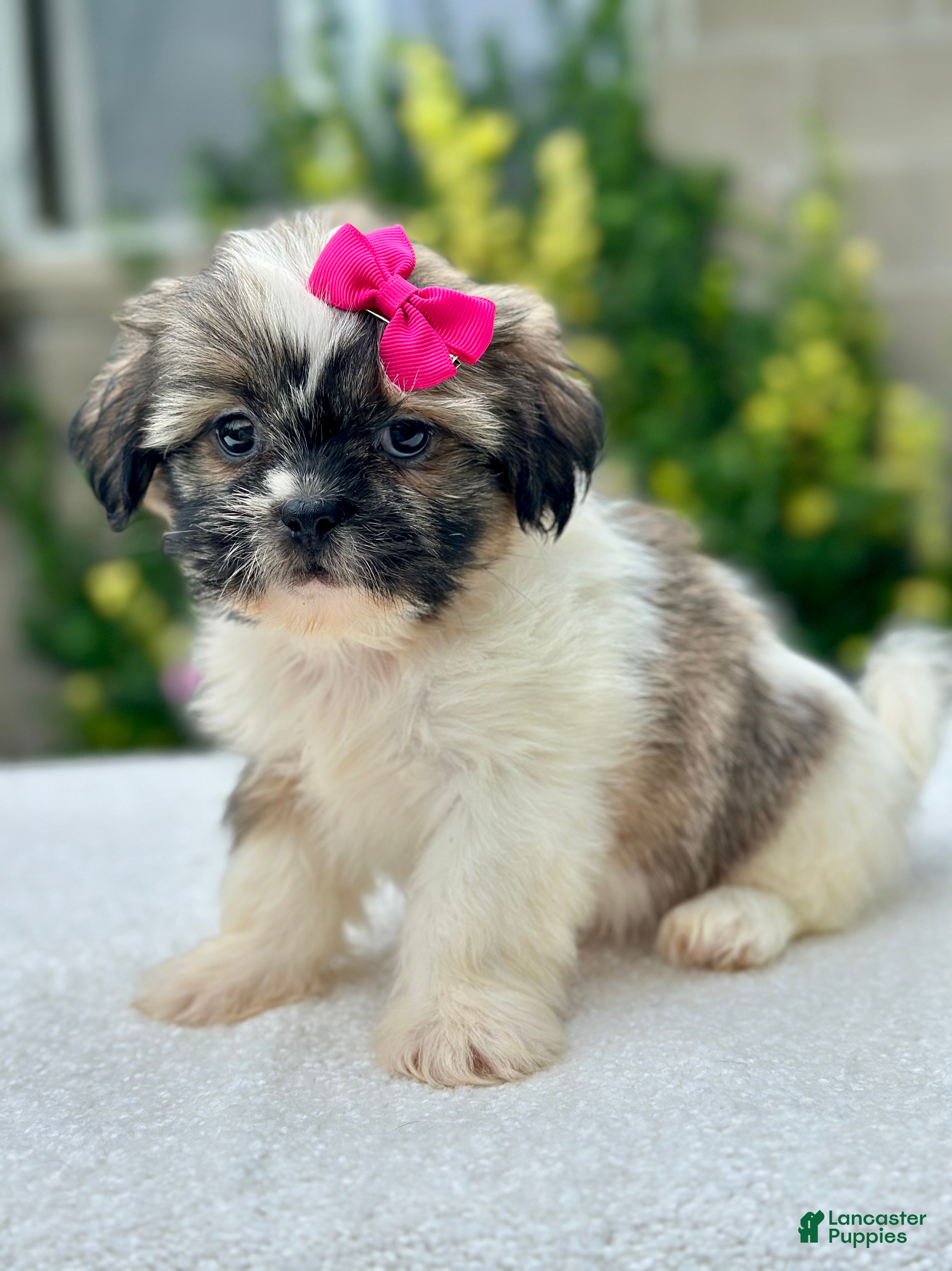 Shih Tzu dogs Girl River 0829 - Ad 2
