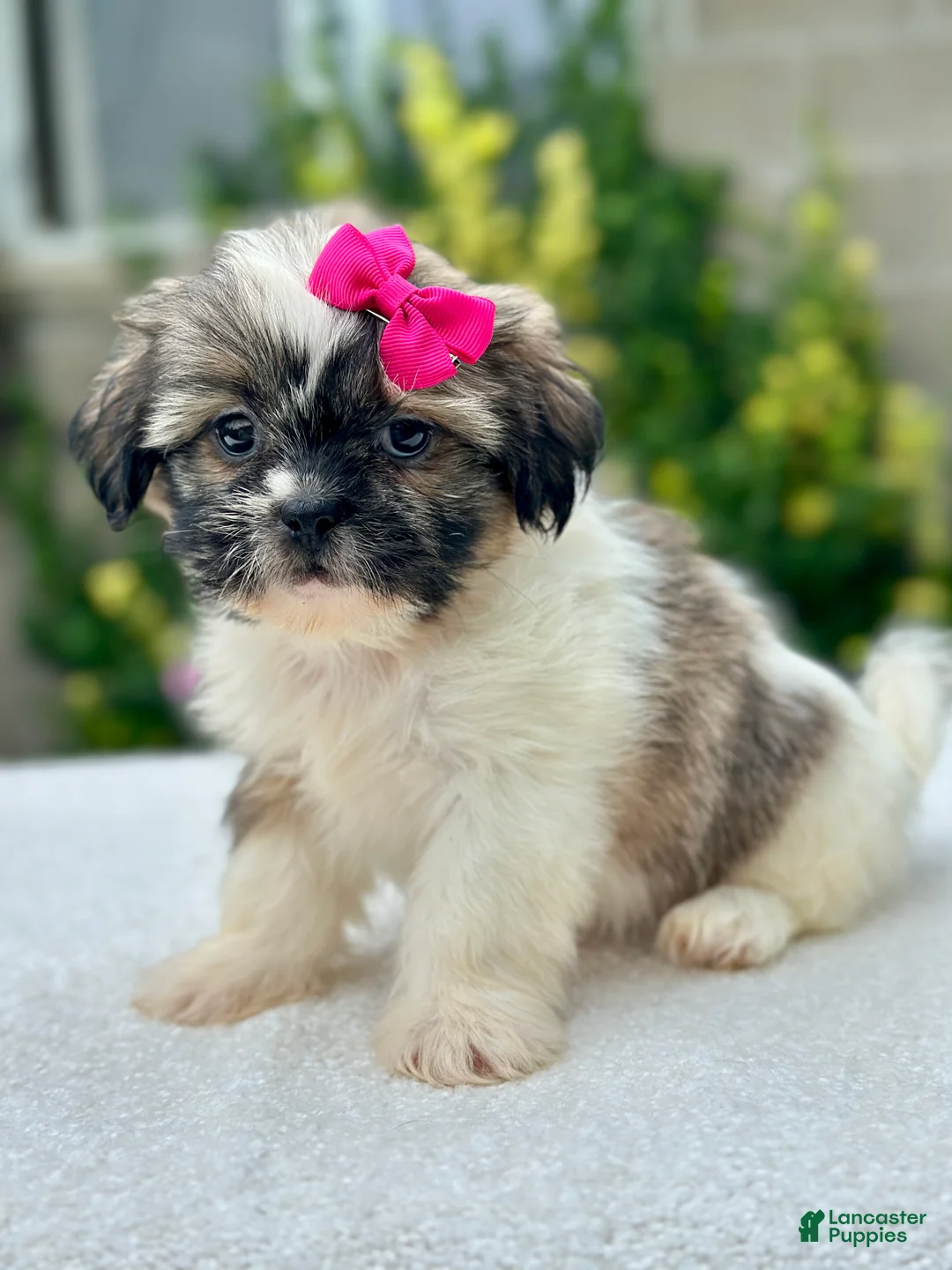 Shih Tzu dogs for sale: Girl River 0829 - Ad 2