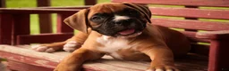 Boxer dogs for sale: Hank - Ad 7