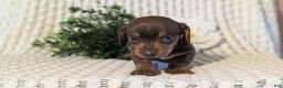 Miniature Dachshund dogs for sale: Zoey - Ad 3