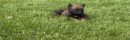 Belgian Malinois dogs for sale: Montgomery - Ad 3