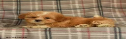 Mixed Breed dogs for sale: Udo - Ad 4