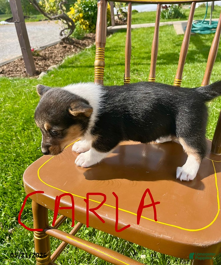 Welsh Corgi Pembroke dogs Carla - Ad 2
