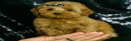 Mini Goldendoodle dogs for sale: Melinda F1BB  - Ad 6