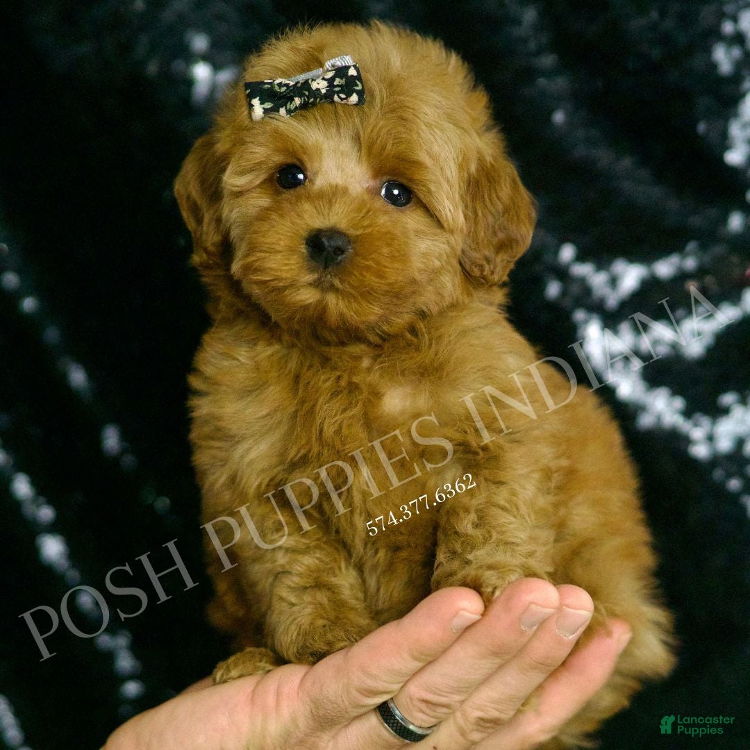 Mini Goldendoodle dogs for sale: Melinda F1BB  - Ad 6