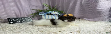 Shihpoo 2