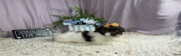 Shihpoo dogs for sale: Shihpoo 2 - Ad 1