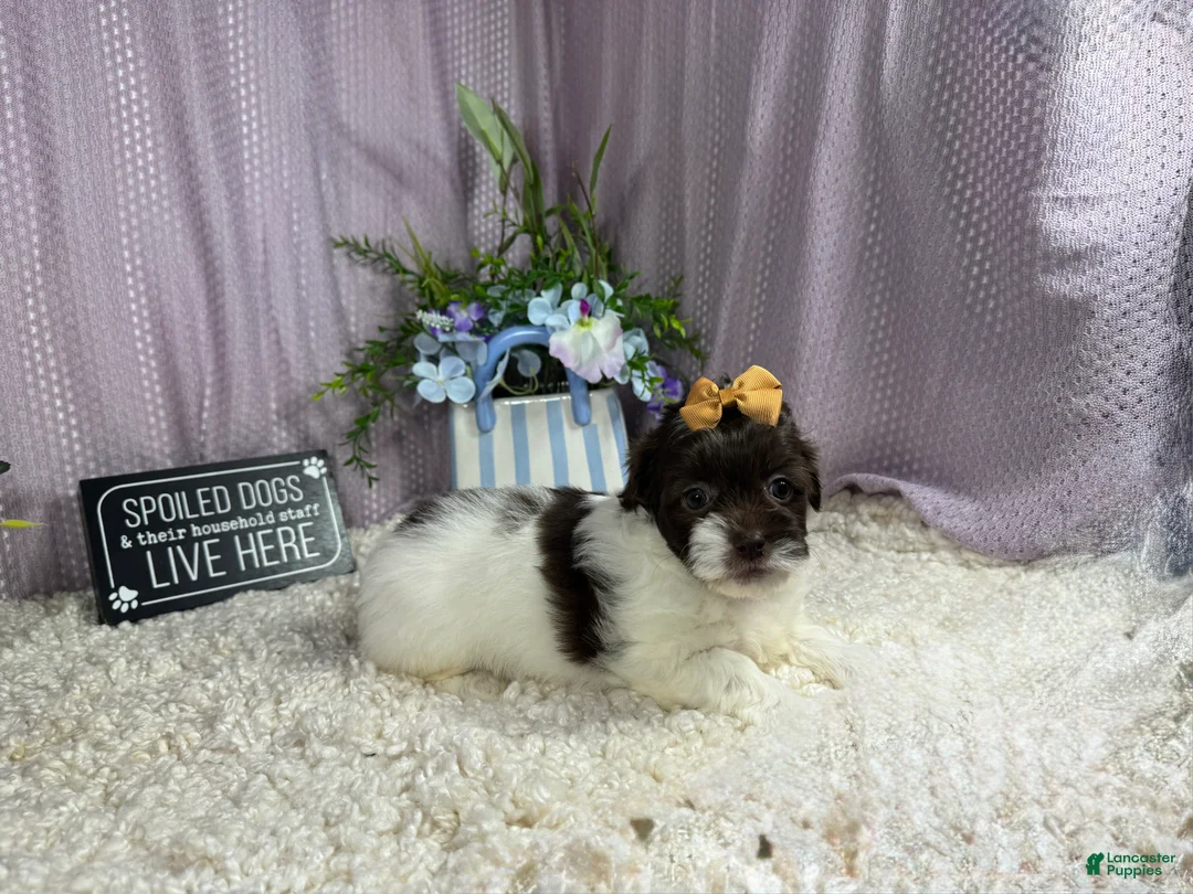 Shihpoo dogs for sale: Shihpoo 2 - Ad 1