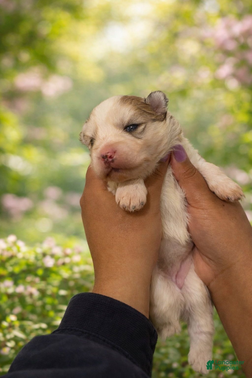 Mixed Breed dogs for sale:  Ruby  - Ad 4