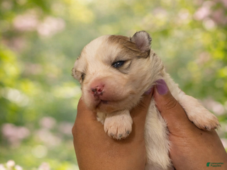 Mixed Breed dogs for sale: Ruby - Ad 4