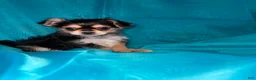 Morkie dogs for sale: Morkie 3 - Ad 3
