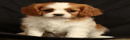 Cavalier King Charles Spaniel dogs for sale: Petunia - Ad 8