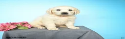 Golden Retriever dogs for sale: Dallas - Ad 1