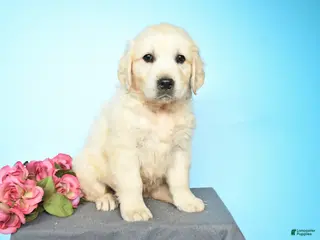 Golden Retriever dogs for sale: Dallas - Ad 2