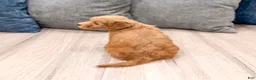 Mini Goldendoodle dogs for sale: Molly - Ad 5