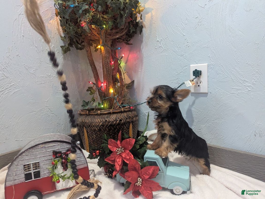 Yorkshire Terrier dogs for sale: Ziva - Ad 7