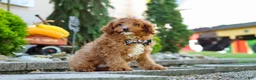 Cavapoo dogs for sale: Justin - Ad 3
