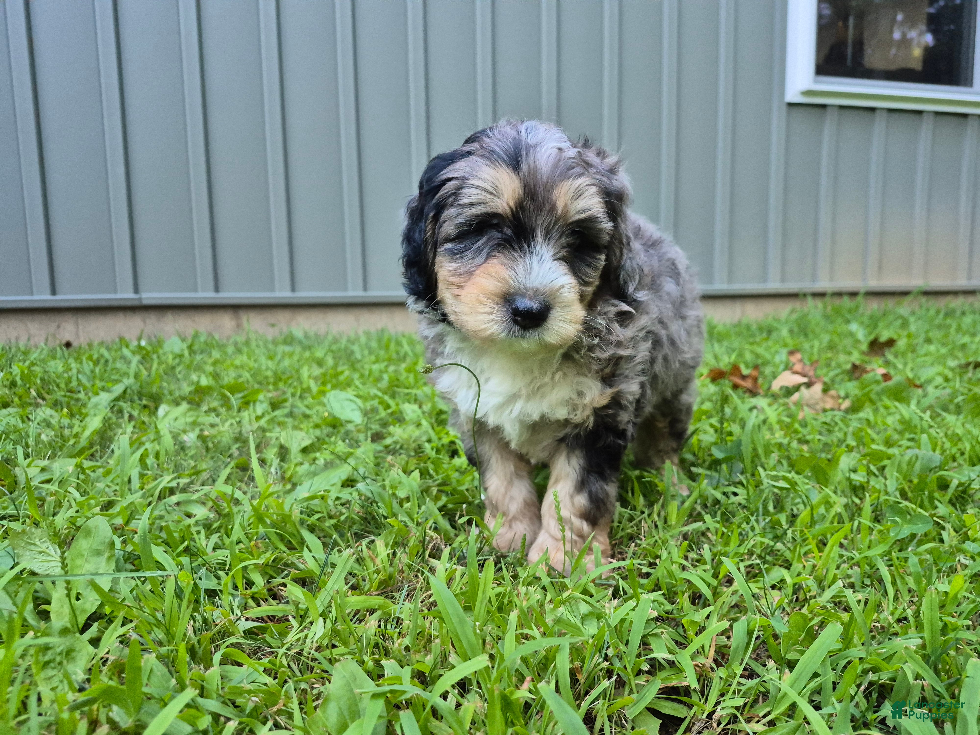 Bernedoodle dogs Jack - Ad 1