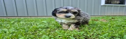 Bernedoodle dogs for sale: Jack - Ad 1