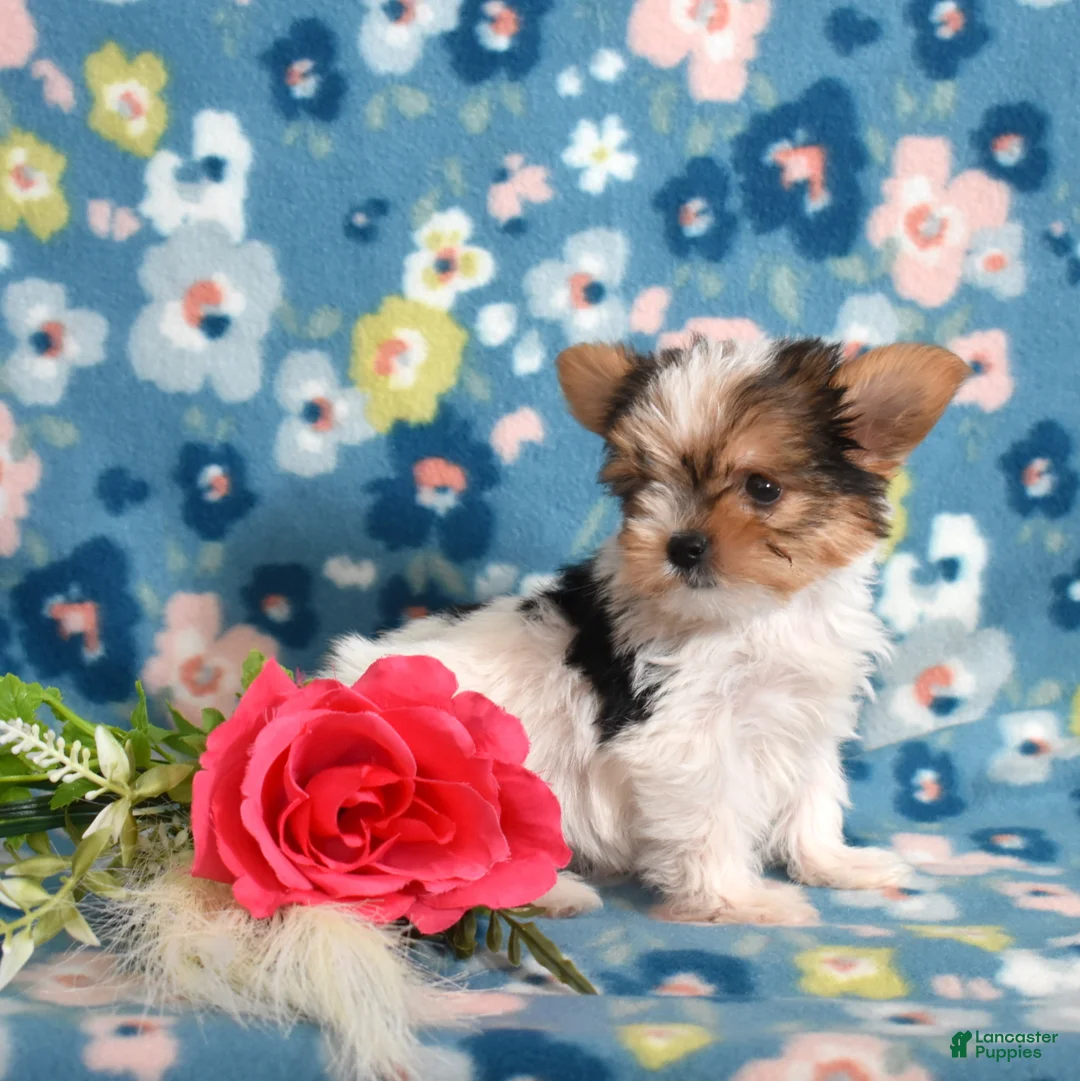 Yorkshire Terrier dogs for sale: Ginger - Ad 7