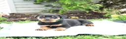 Rottweiler dogs for sale: Vixen - Ad 1