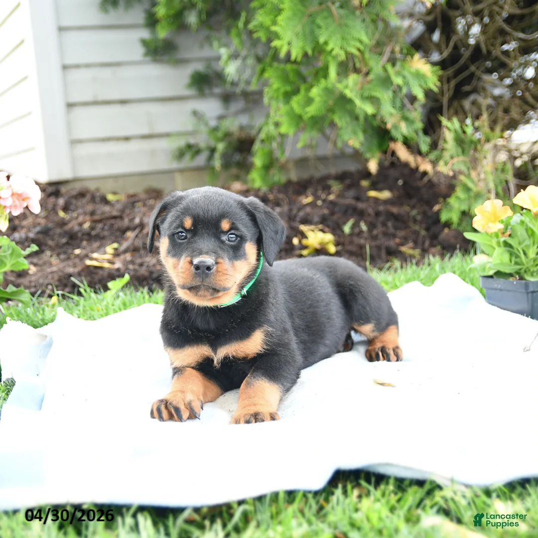 Rottweiler dogs for sale: Vixen - Ad 1