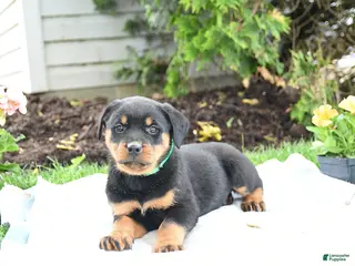 Rottweiler dogs for sale: Vixen - Ad 2