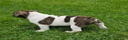 Mixed Breed dogs for sale: Rollo Tubby - Ad 4