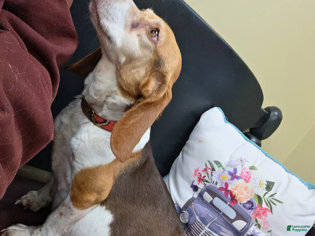 Beagle dogs for sale: Beagle Puppy 1 - Ad 2