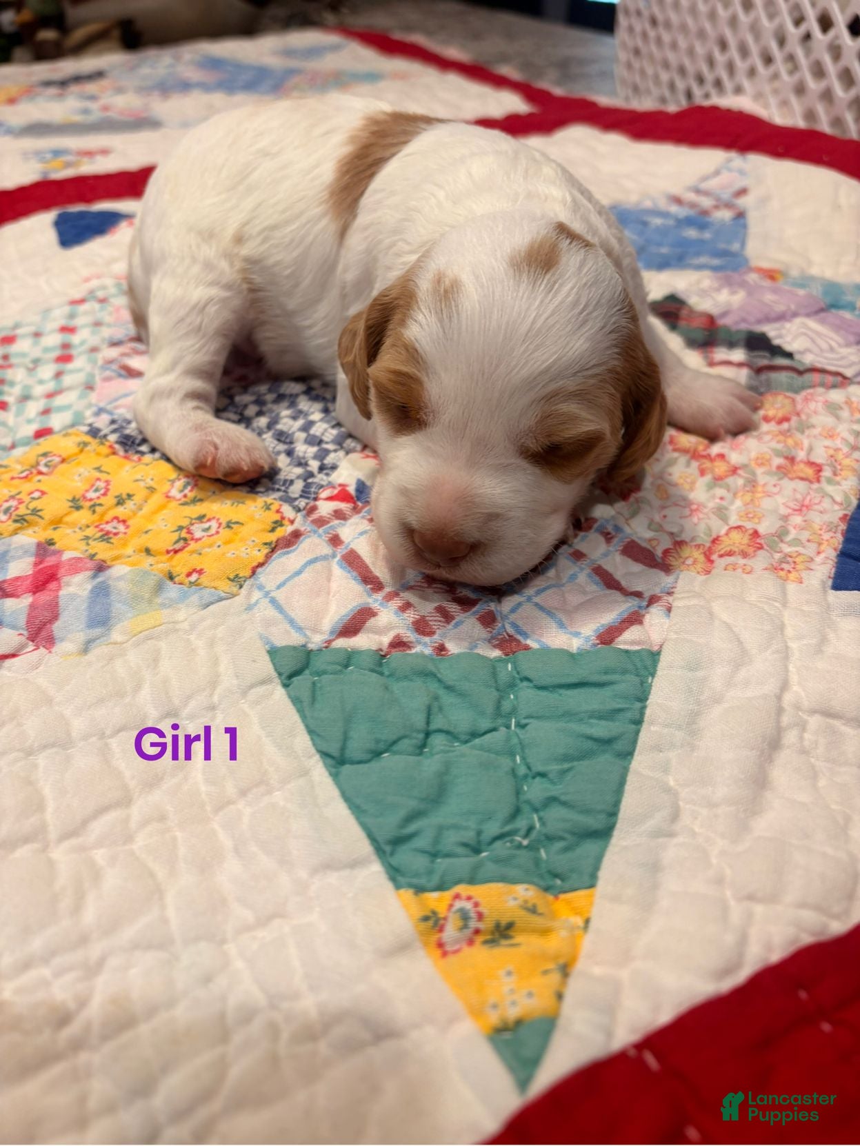 Brittany Spaniel dogs Brittany Spaniel 5 - Ad 4