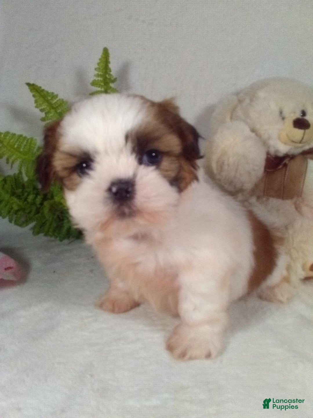 Shih Tzu dogs for sale: Romeo  - Ad 4