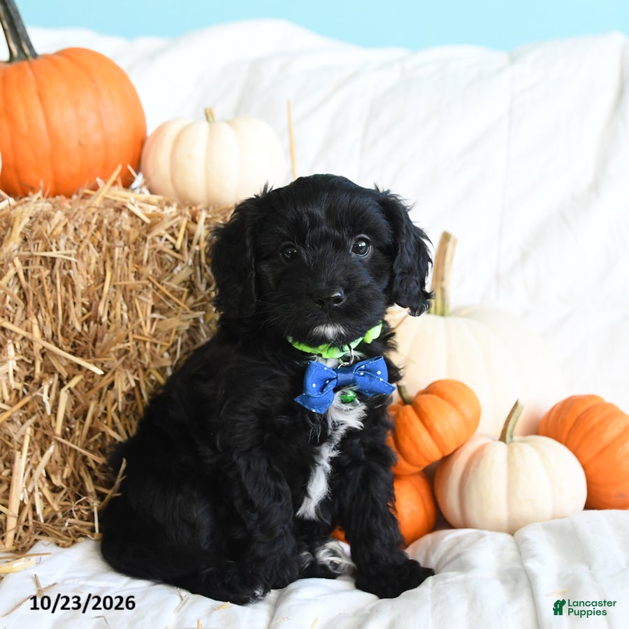 Cavapoo dogs for sale: Bear - Ad 1