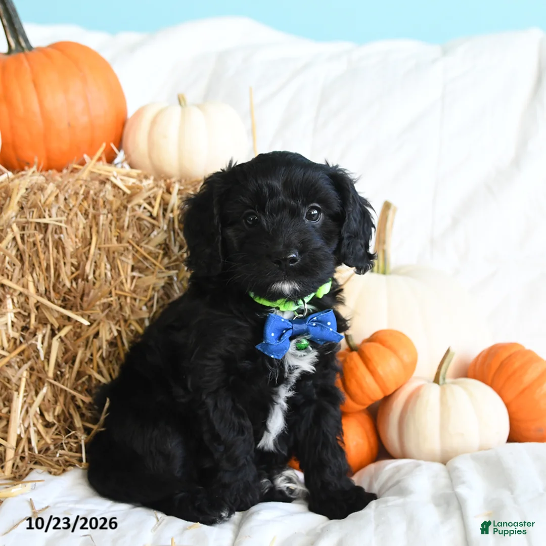 Cavapoo dogs for sale: Bear - Ad 1