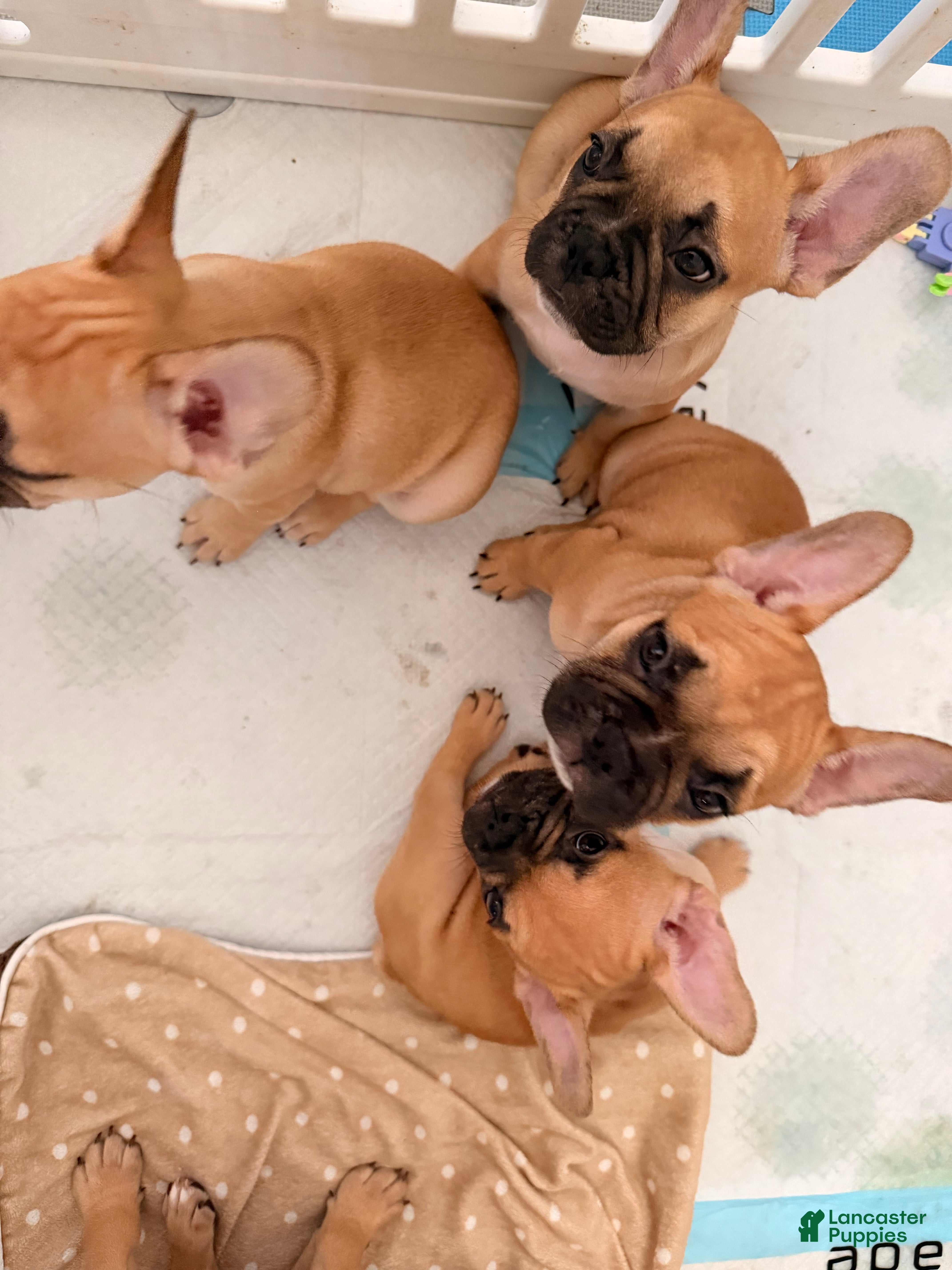 French Bulldog dogs Rocky - Ad 12