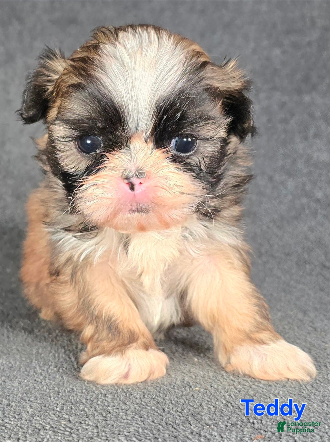 Shih Tzu dogs Teddy - Ad 29