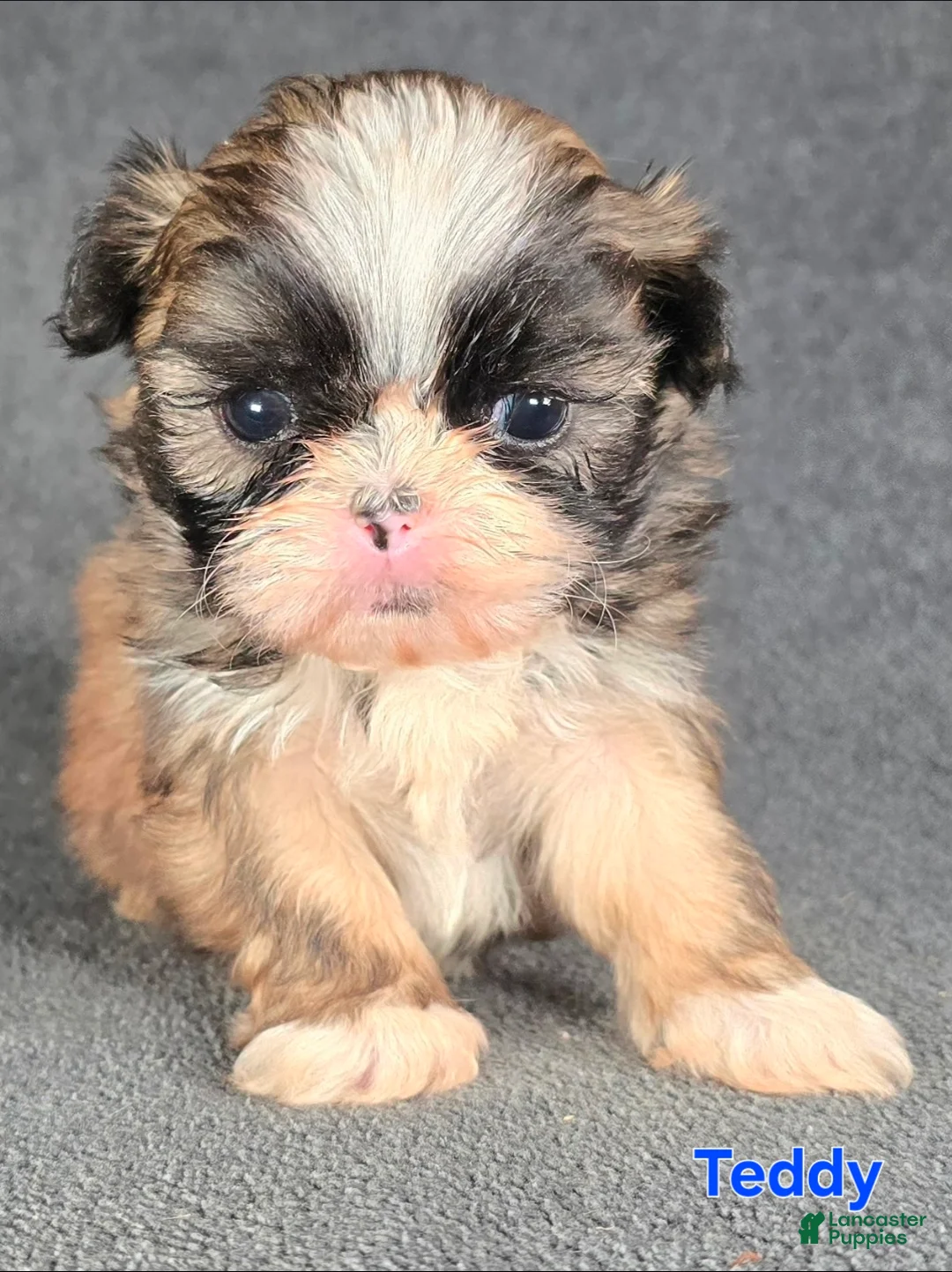 Shih Tzu dogs for sale: Teddy - Ad 1